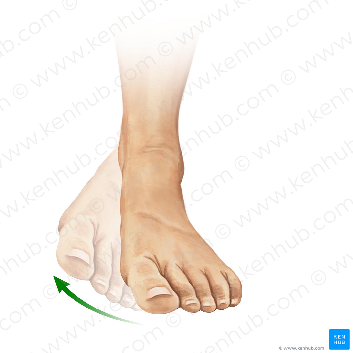 Inversion of foot (#11022)