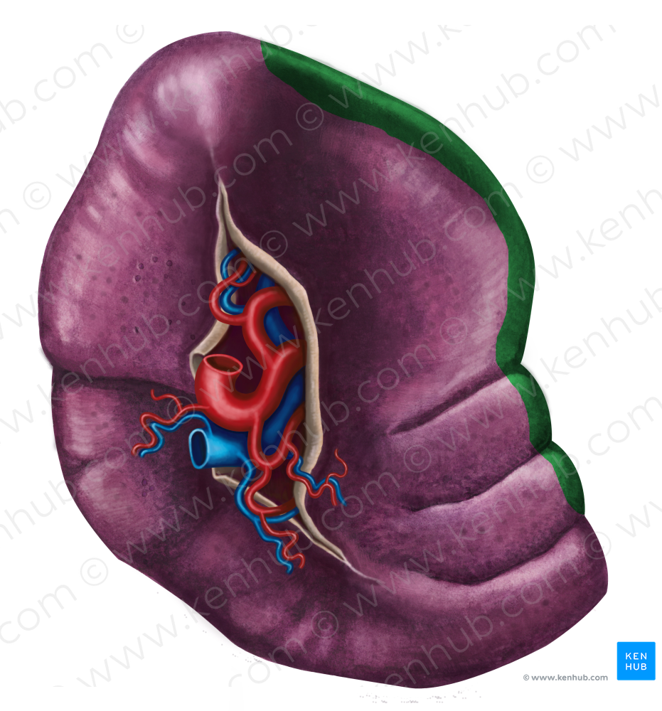 Superior border of spleen (#4961)