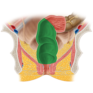 Rectum (#8869)