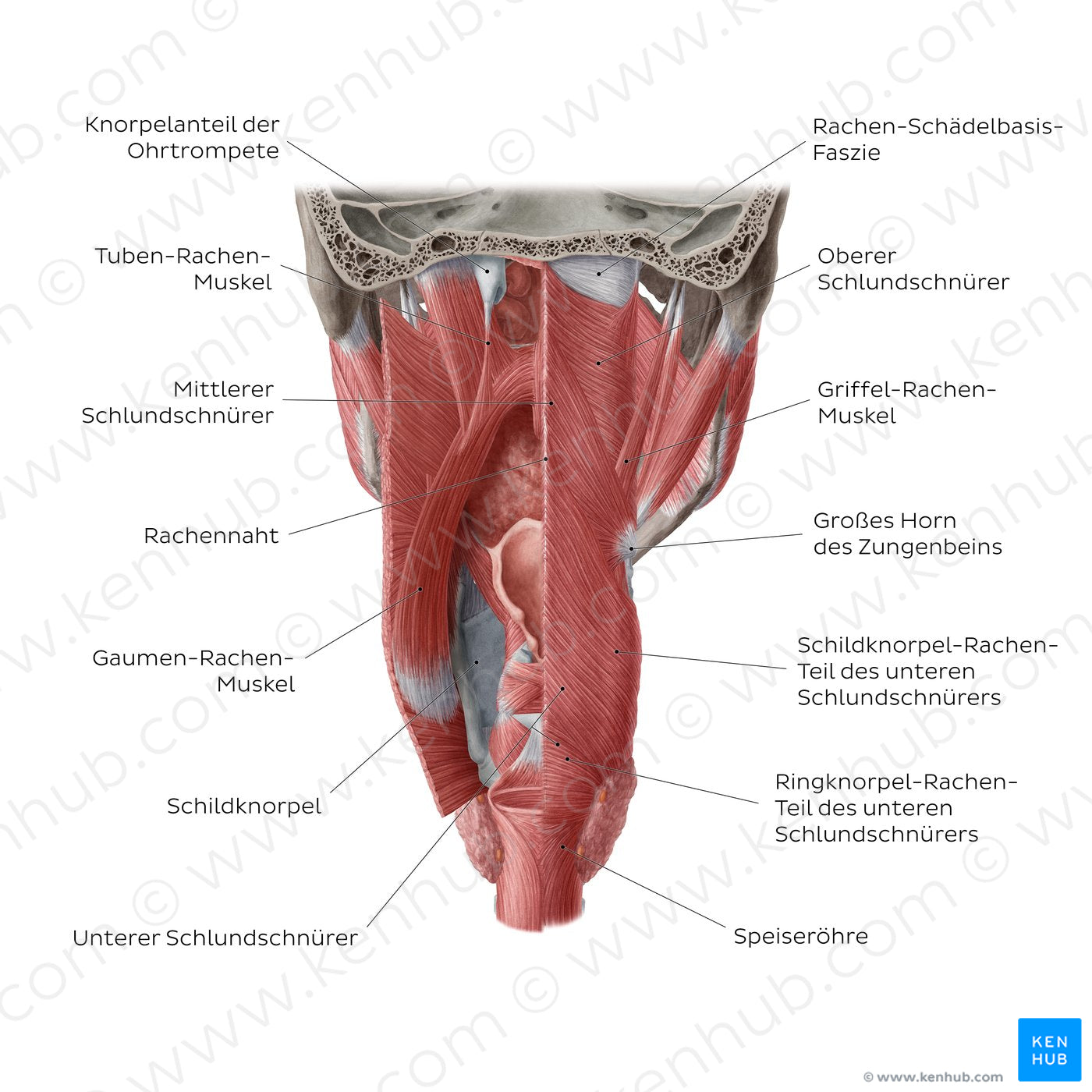 Muscles of the pharynx (German)