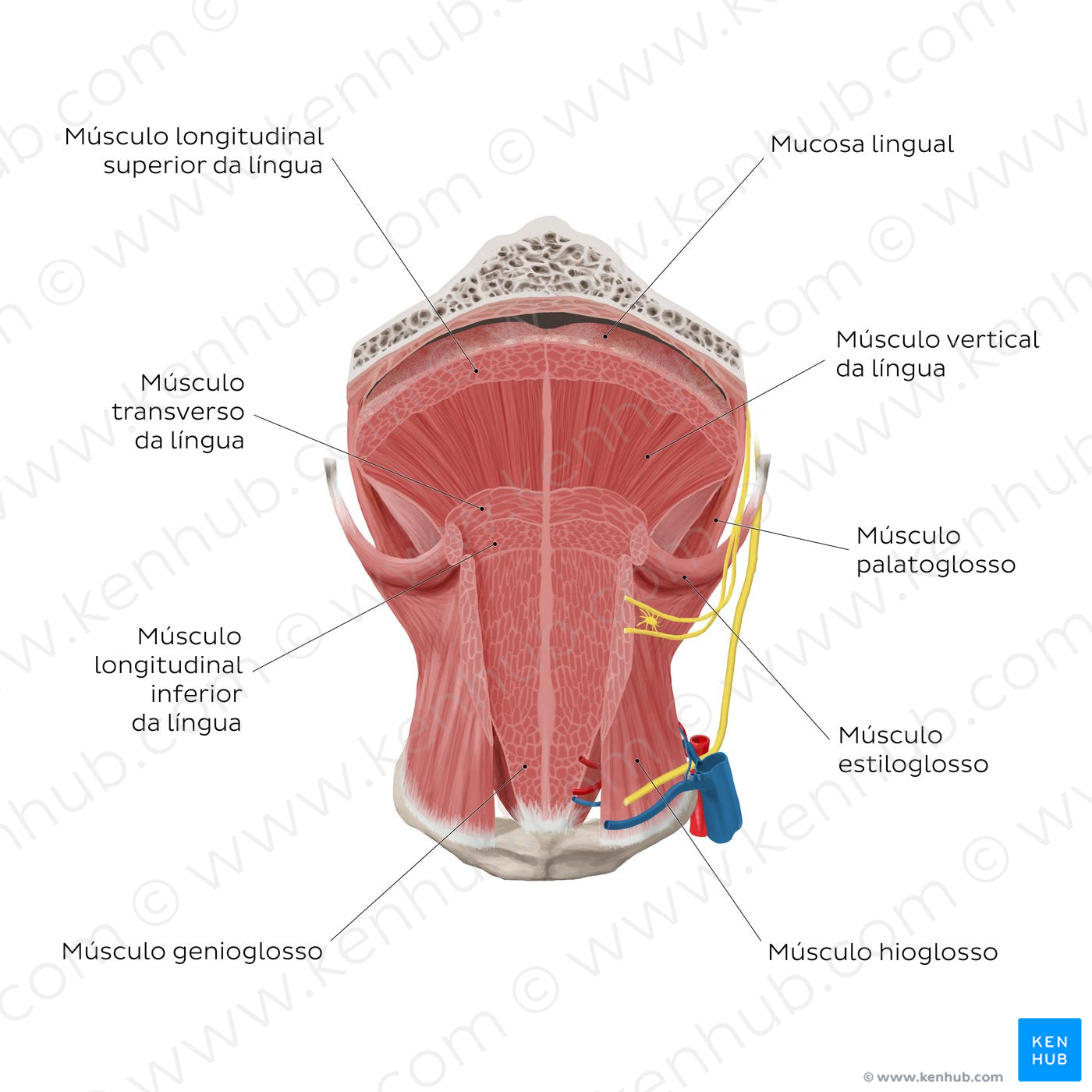 Muscles of the tongue: coronal section (Portuguese)