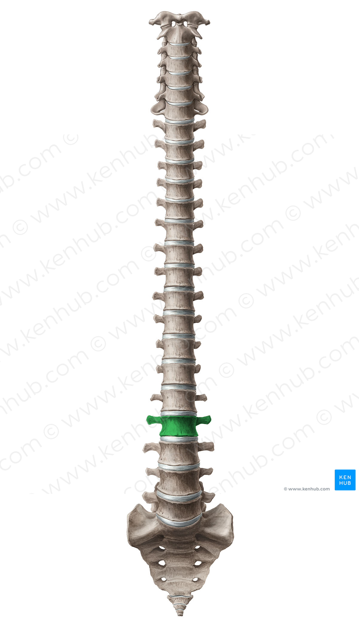 Vertebra L2 (#12577)