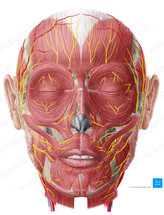 External nasal branch of anterior ethmoidal nerve (#8751)