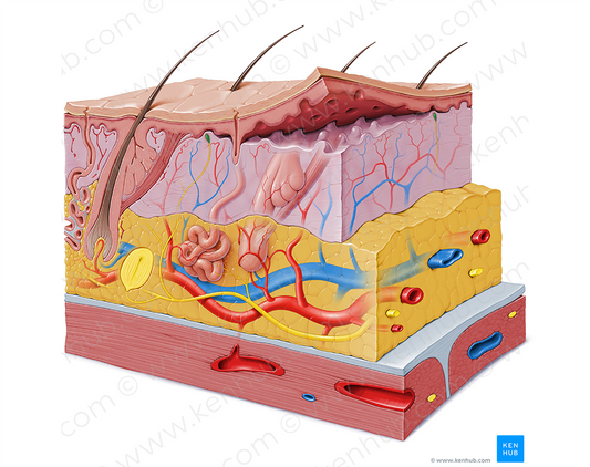 Tactile corpuscle (#2921)