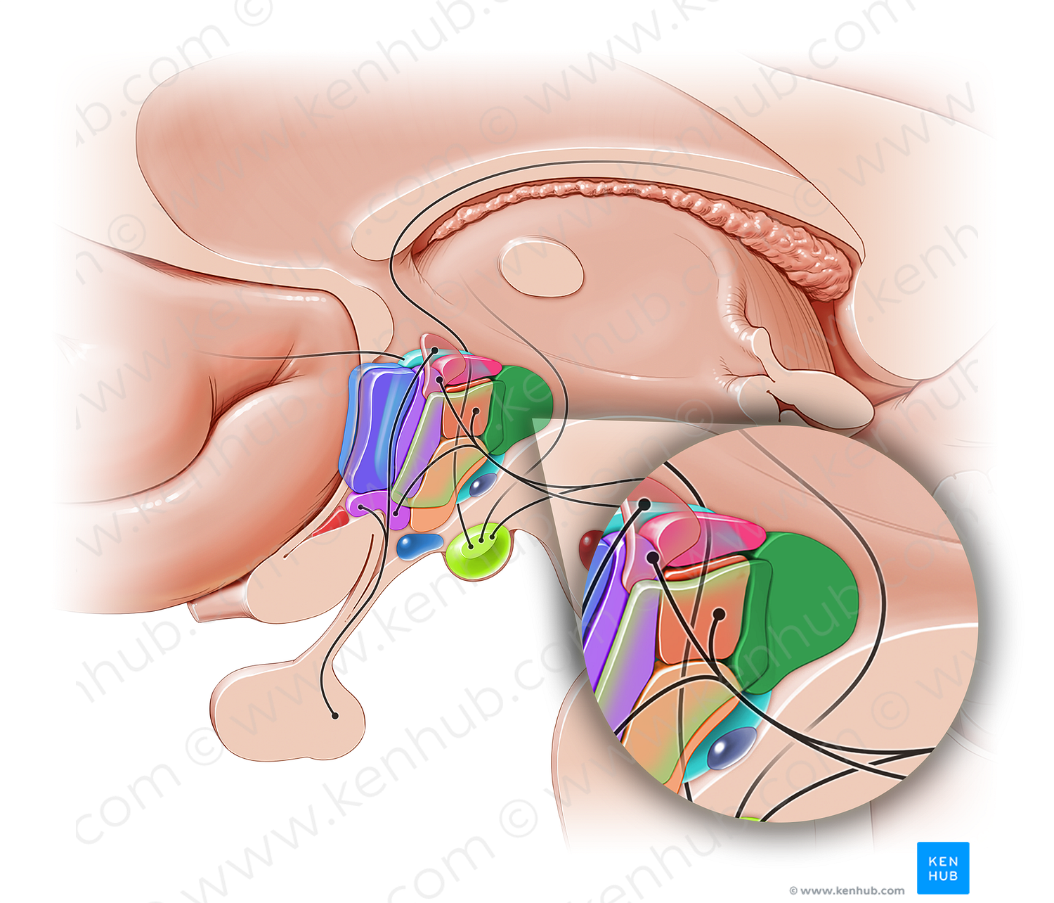 Posterior hypothalamic nucleus (#10870)