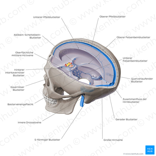 Dural venous sinuses - Sagittal section (German)