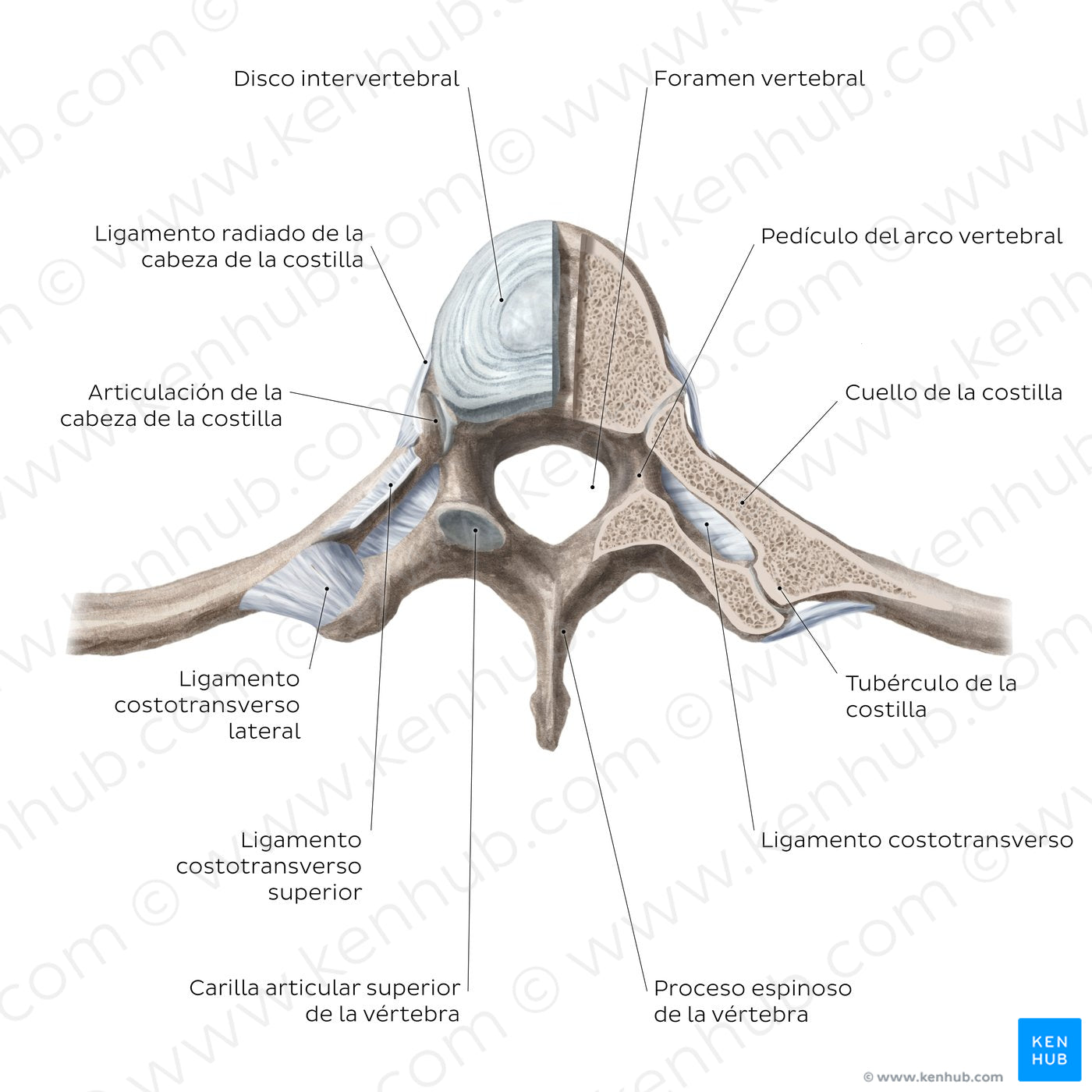 Costovertebral joints (transverse section) (Spanish)