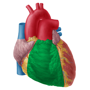 Right ventricle of heart (#19742)