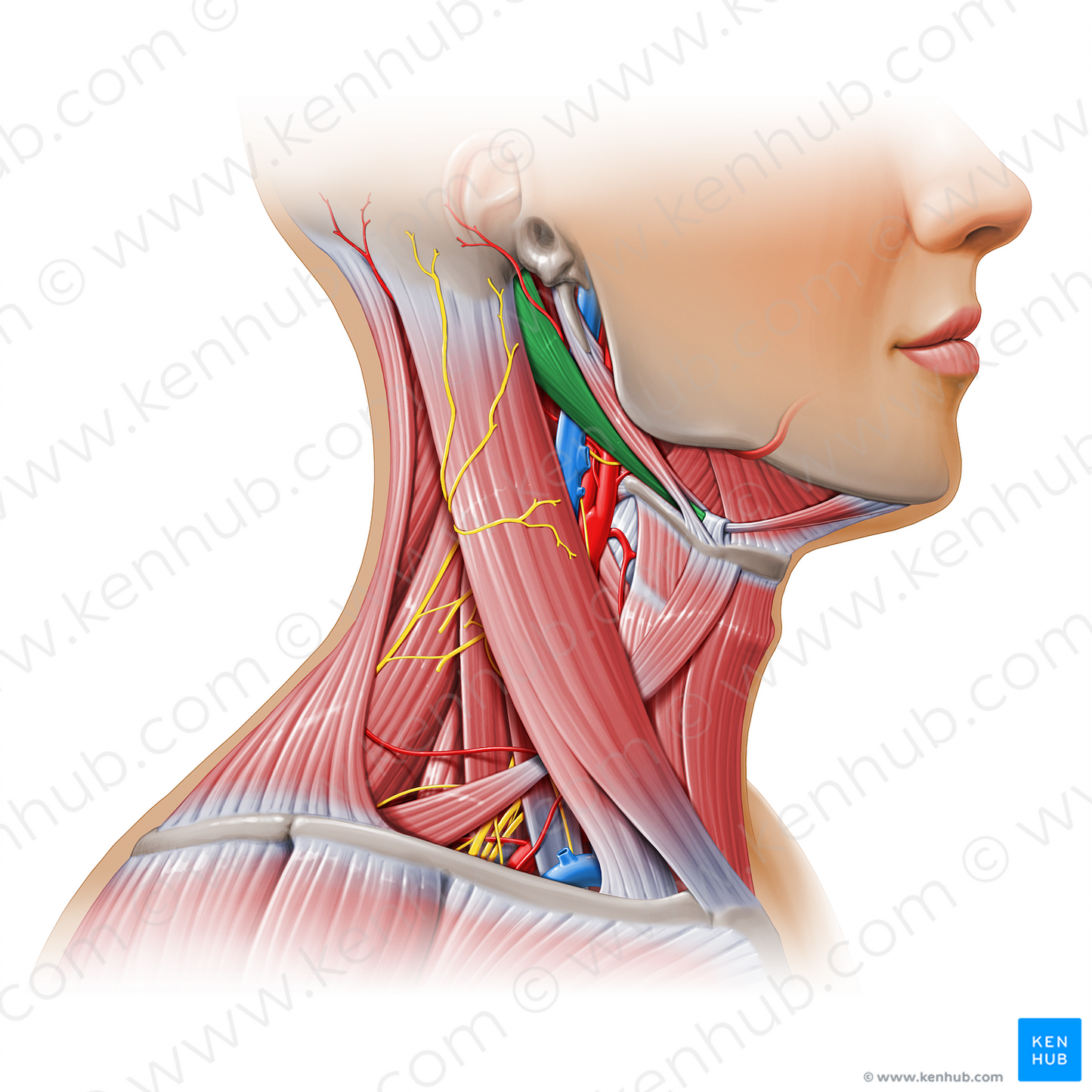 Posterior belly of digastric muscle (#11124)