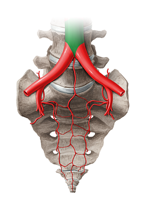 Abdominal aorta (#14051)