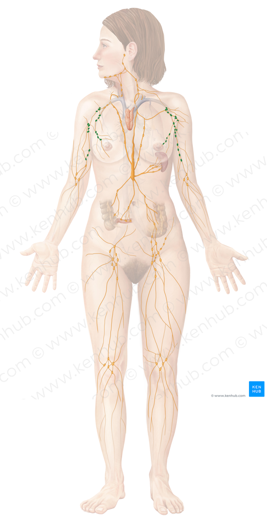 Axillary lymph nodes (#6955)