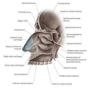Lateral wall of the nasal cavity (English)