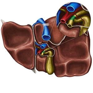 Common hepatic duct (#3319)