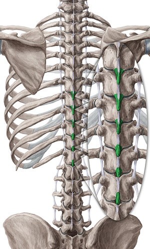 Spinous processes of vertebrae T7-T12 (#8283)