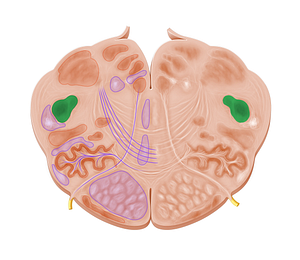 Spinal nucleus of trigeminal nerve (#7261)