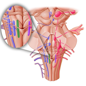 Nucleus of hypoglossal nerve (#7226)