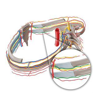 Anterior intercostal artery (#1146)