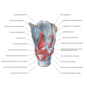 Muscles of the larynx: posterolateral view (Spanish)