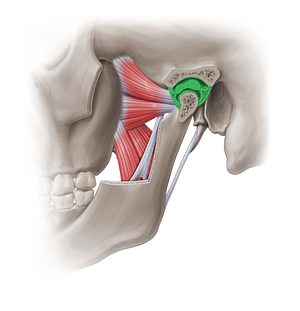 Temporomandibular joint (#18879)