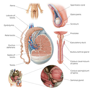 Male reproductive system (English)