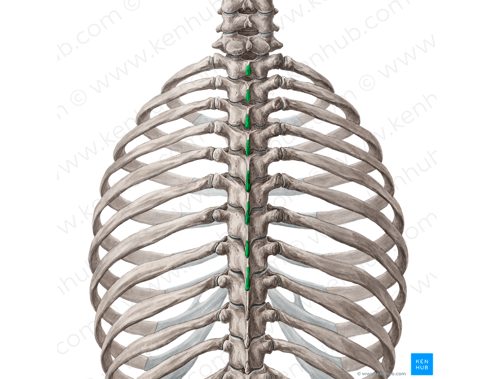 Spinous processes of vertebrae T1-T8 (#8271)