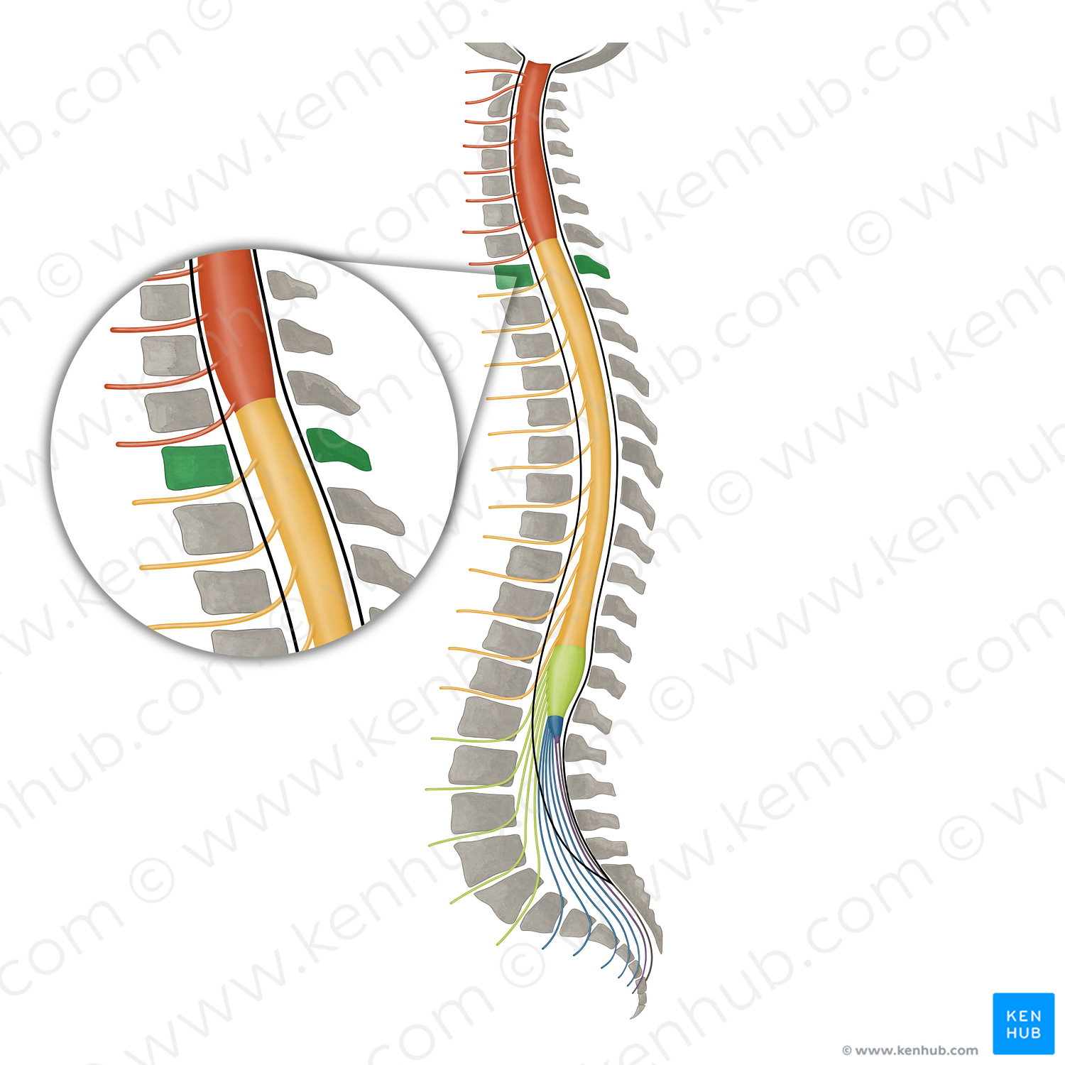 Vertebra T1 (#16100)