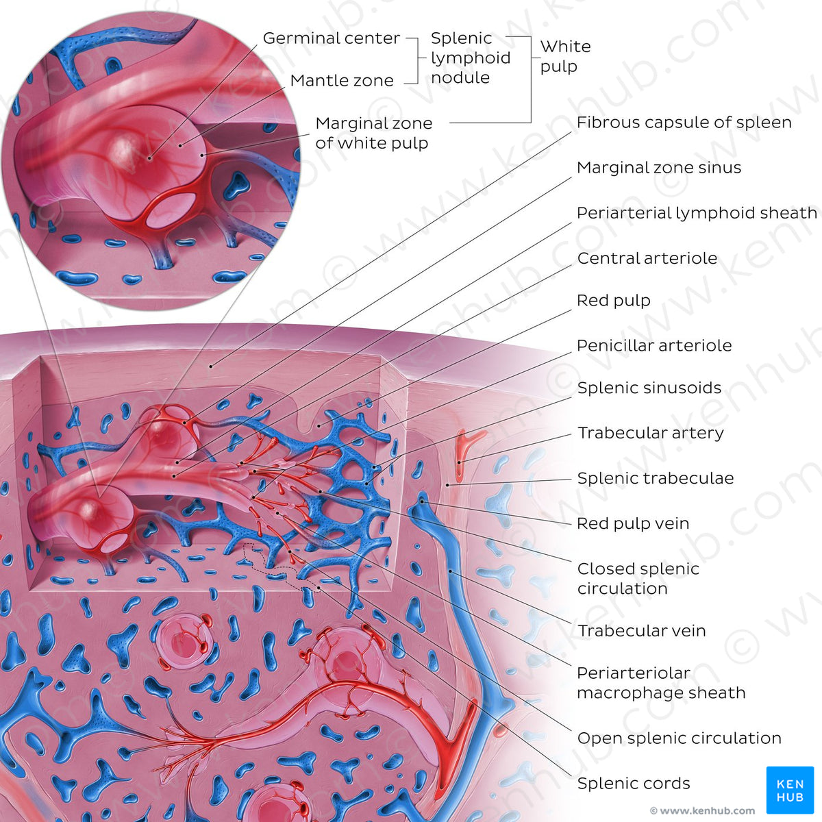Splenic Circulation Spleen microcirculation (English) – Kenhub Image License Store