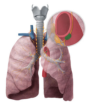 Lymph node of ligamentum arteriosum (#7144)