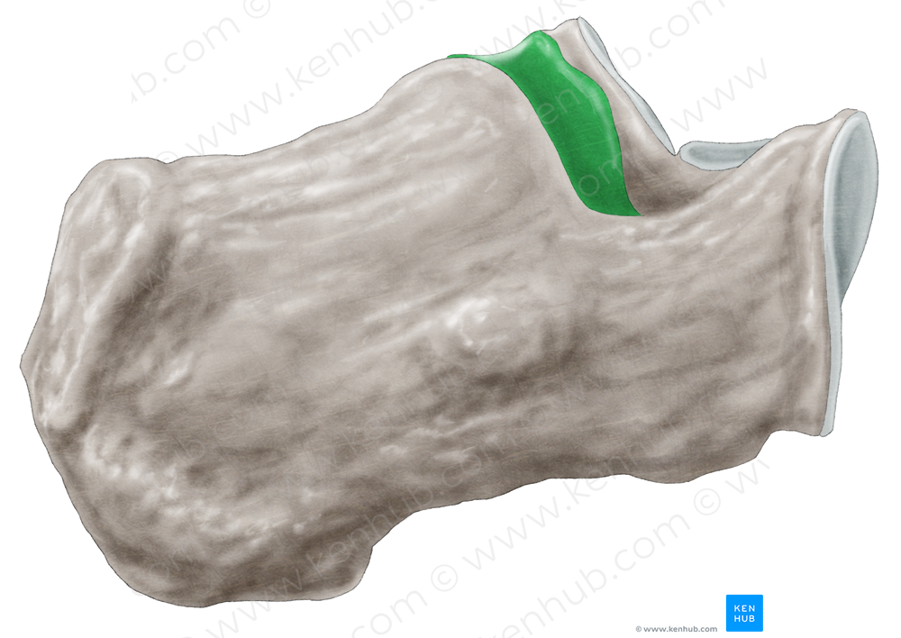 Posterior talar articular surface of calcaneus (#3482)