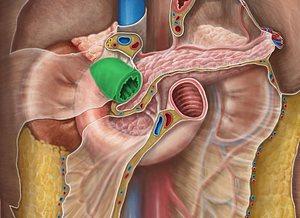 Superior part of duodenum (#7796)