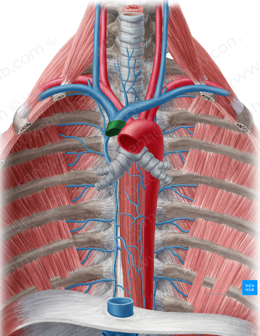 Superior vena cava (#10081)