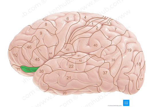 Brodmann area 47 (#18060)