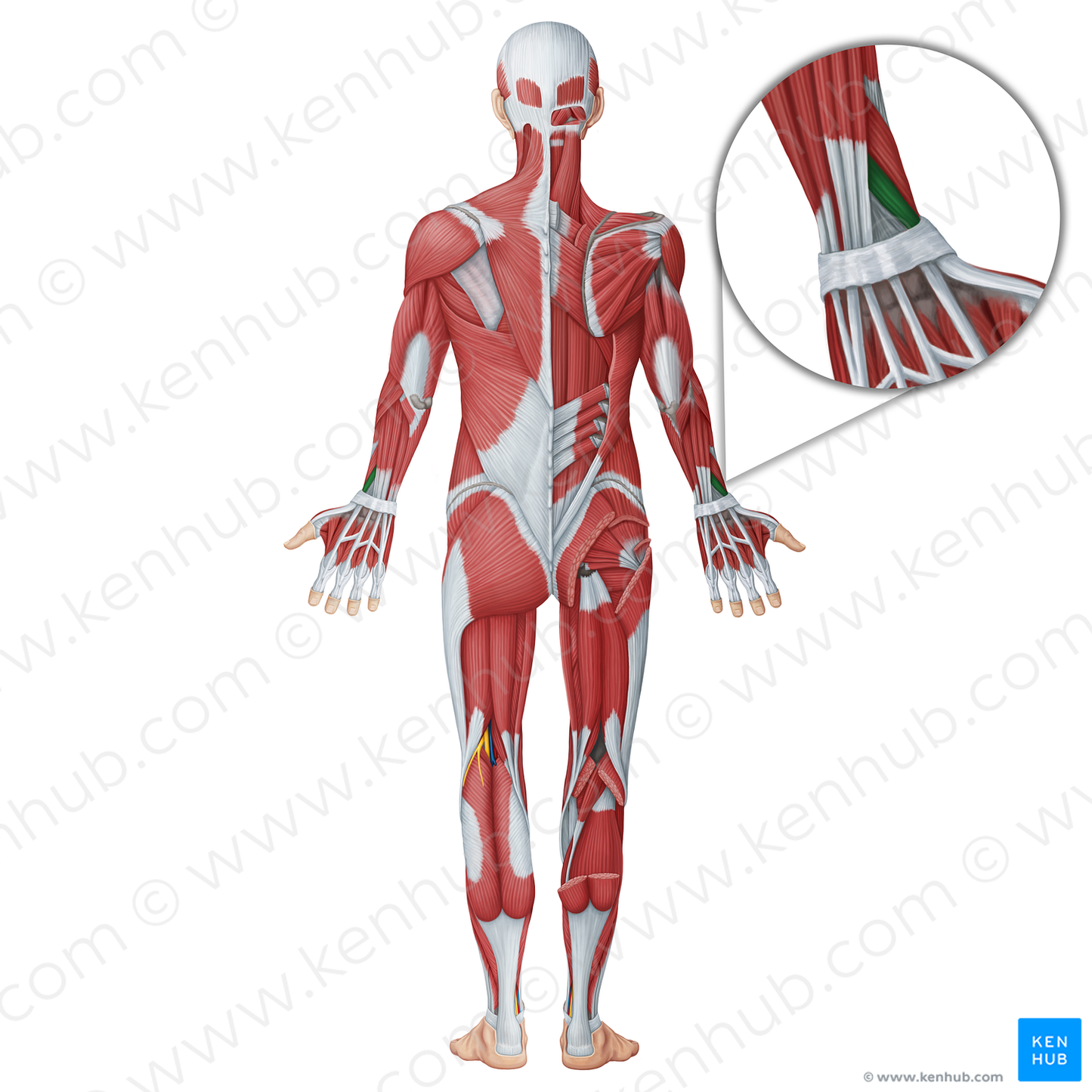 Extensor pollicis brevis muscle (#18667)