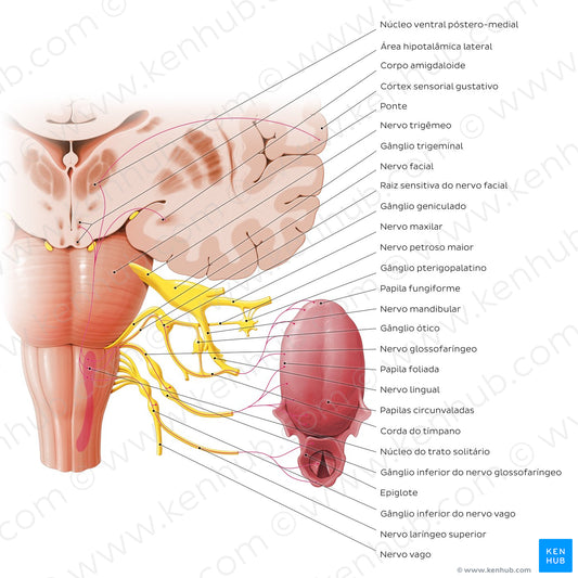 Taste pathway (Portuguese)