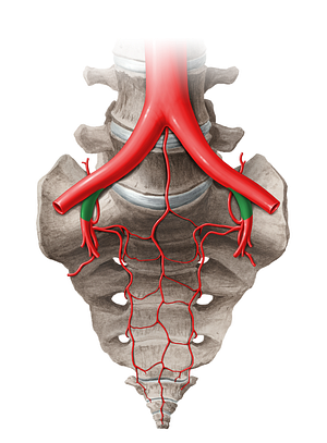 Internal iliac artery (#14055)