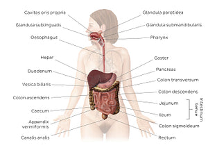 Digestive system (Latin)