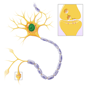 Nucleus of neuron (#14026)