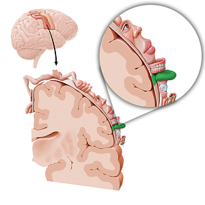 Sensory cortex of tongue (#11064)