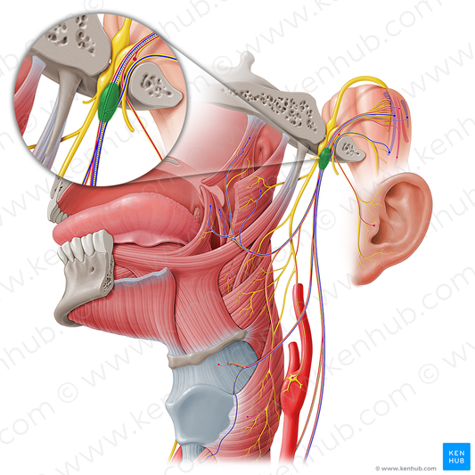 Inferior ganglion of vagus nerve (#20687)