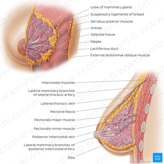 Female breast structure (English)