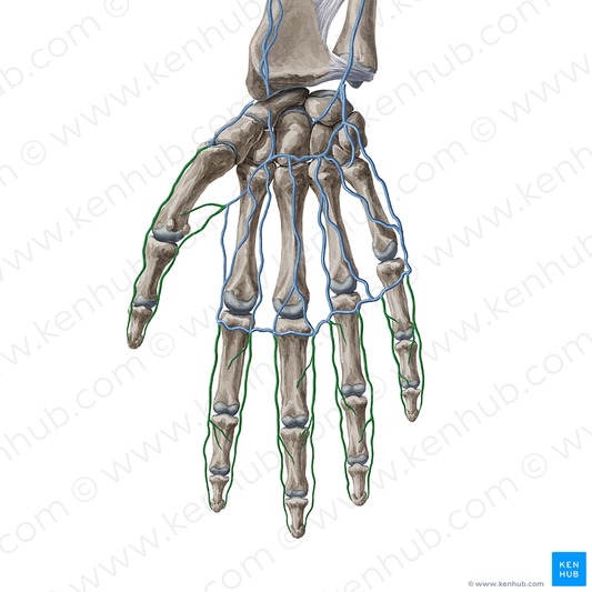 Palmar digital veins (#20393)