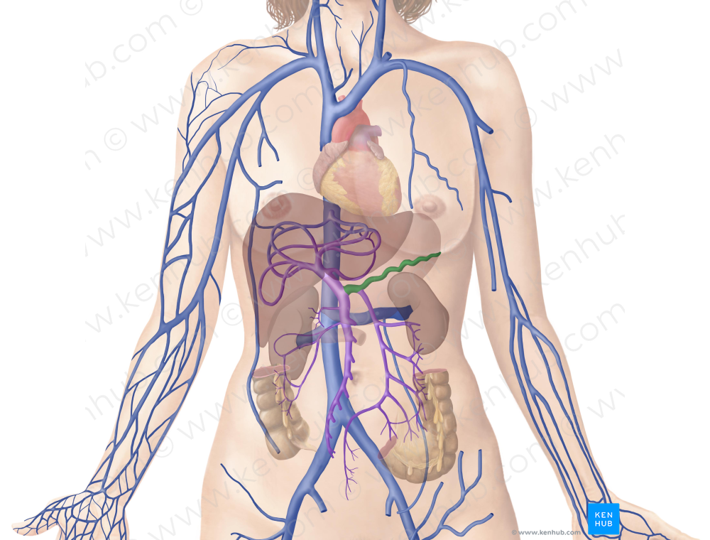 Splenic vein (#10584)