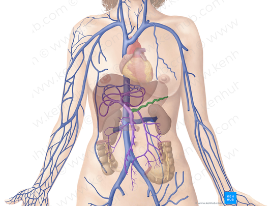 Splenic vein (#10584)