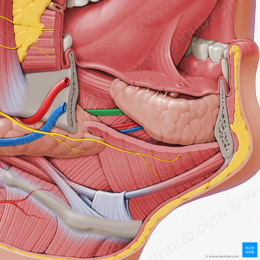 Submandibular duct (#13989)