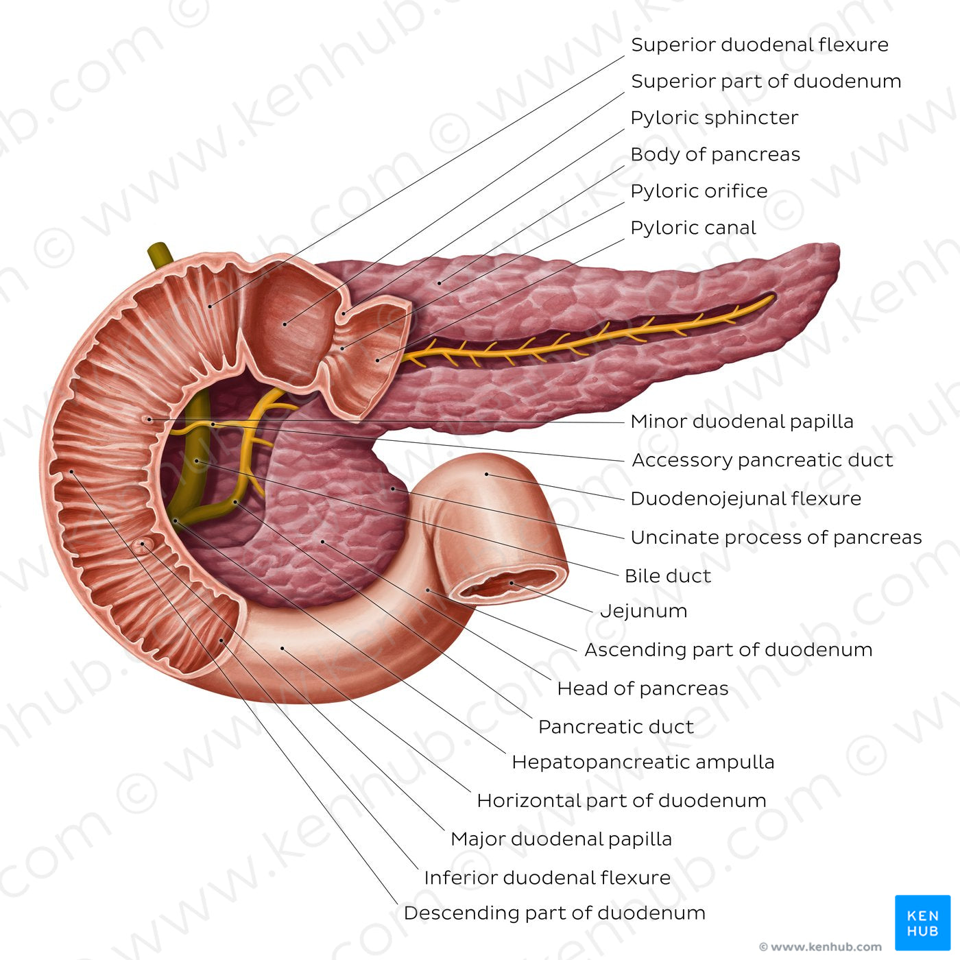 Pancreatic duct system (English)