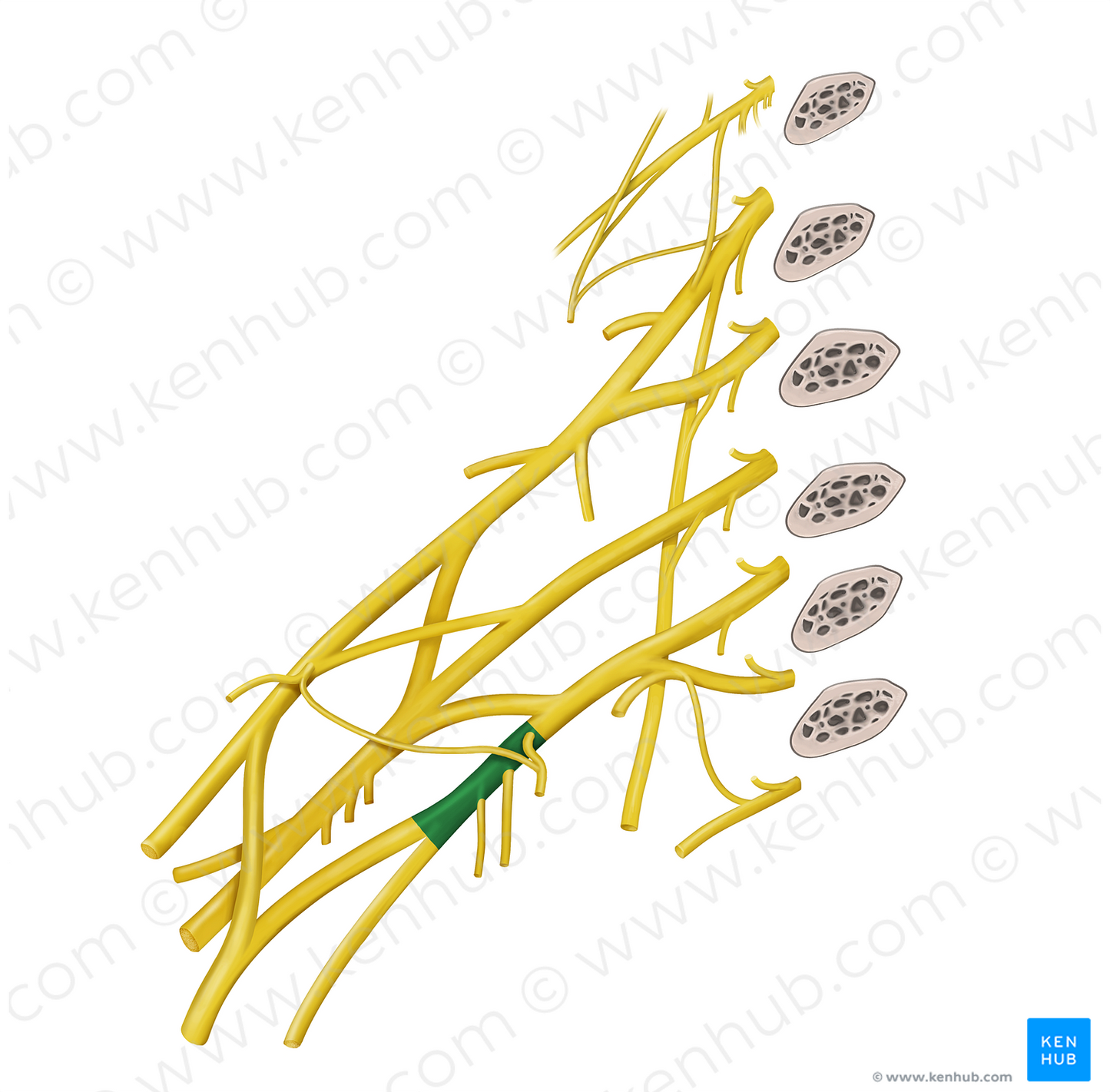 Medial cord of brachial plexus (#3610)