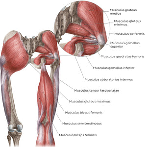 Muscles of the hip and thigh (Posterior view) (Latin)