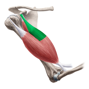 Short head of biceps brachii muscle (#2377)