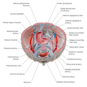 Superior view of the female pelvis: Organs and vessels (English)