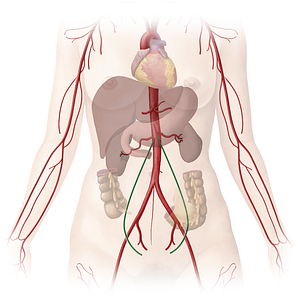 Ovarian artery (#1574)